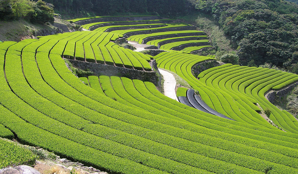 東彼杵町市 そのぎ茶